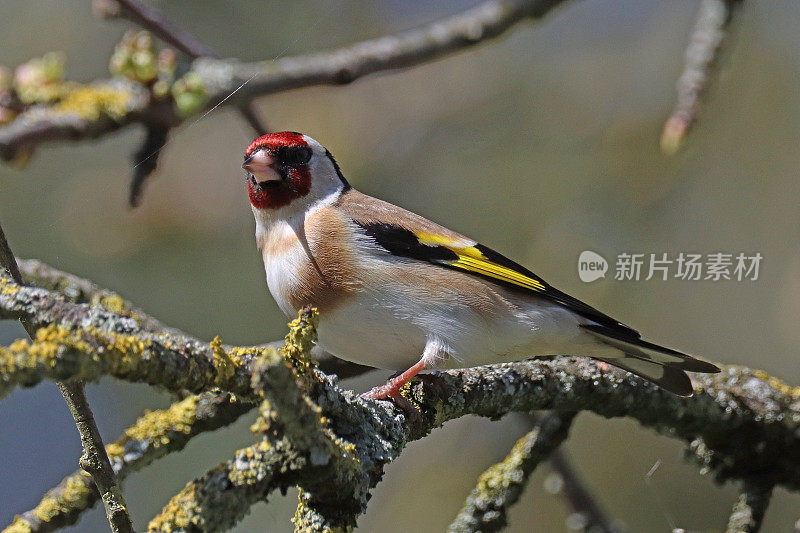 Chardonneret élégant - European Goldfinch (Carduelis carduelis).